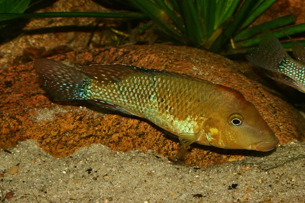 Rothaubenerdfresser Geophagus Steindachneri Akvaryumda Erkek — Stok fotoğraf