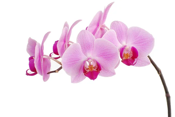 Fleurs Orchidées Pétales Phalaenopsis — Photo
