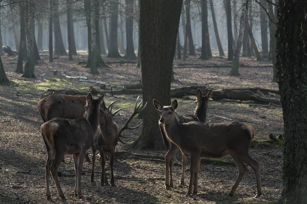 Hirche Cerfs Dans Les Bois — Photo