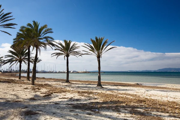 Pláž Palmami Zimě Přístav Pozadí Aréna Mallorca Baleárské Ostrovy Španělsko — Stock fotografie