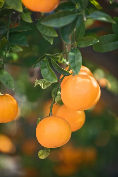 Oranžová Visící Stromě Zblízka — Stock fotografie