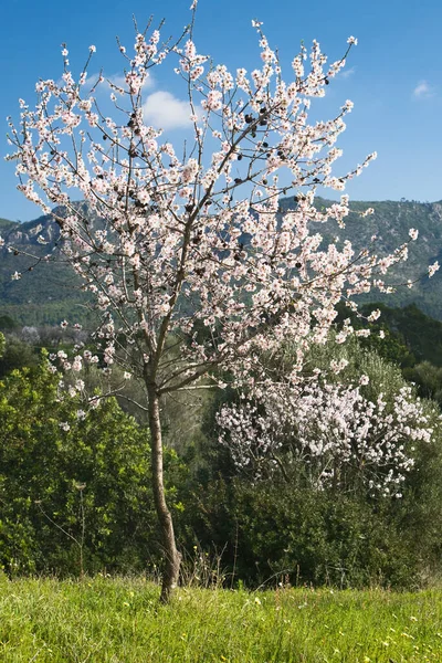 Blommande Mandelträd Med Blommor — Stockfoto