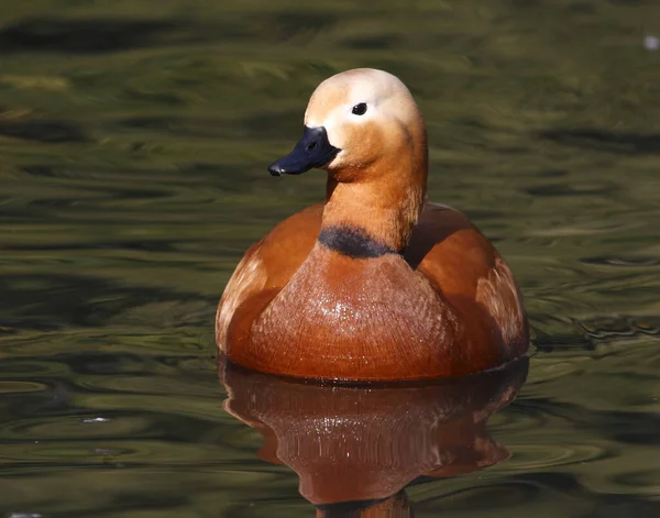 Vue Panoramique Canard Rivage Magnifique Nature — Photo