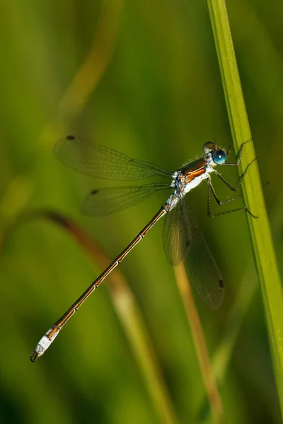 Primo Piano Macro Vista Insetti Libellula — Foto Stock