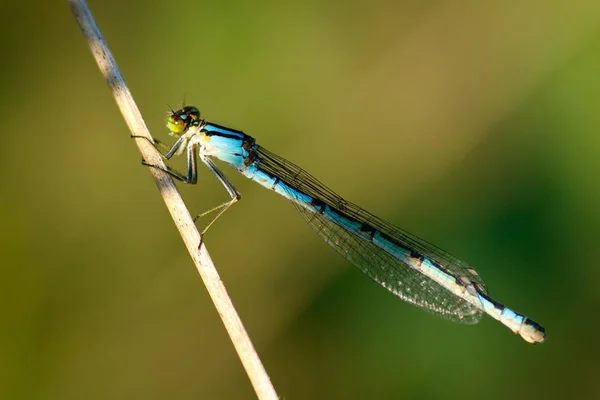 Primo Piano Macro Vista Insetti Libellula — Foto Stock