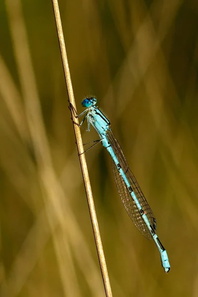 Vanlig Blå Jungfru Enallagma Cyathigerum Hane — Stockfoto