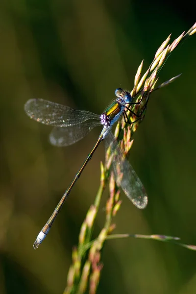 華麗なラッシュ乙女 Lestes Dryas — ストック写真