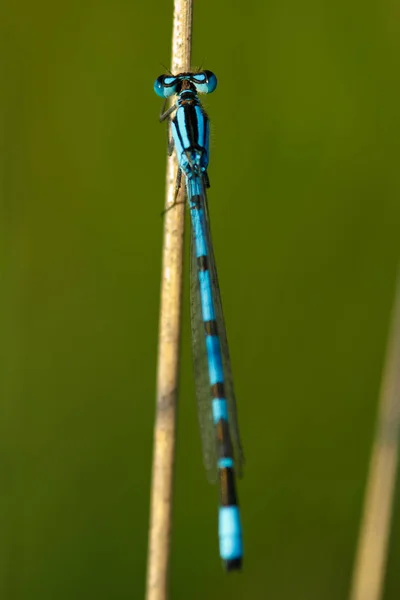 Close Macro View Van Libelle Insect — Stockfoto