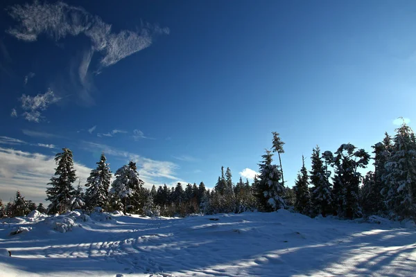 Skog Snö Kalla Vintern Frankrike — Stockfoto