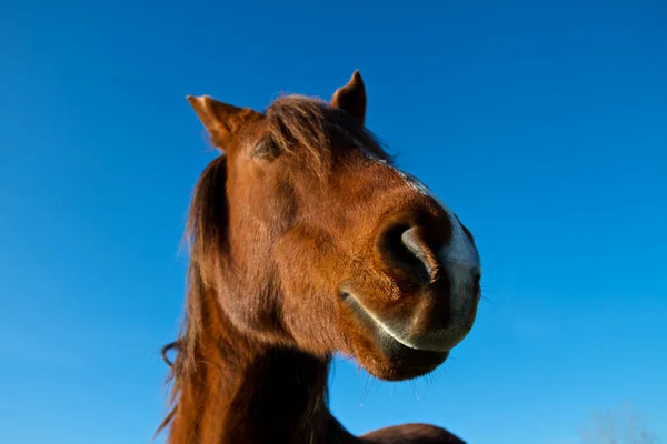 Retrato Caballo Durante Invierno Francia — Foto de Stock