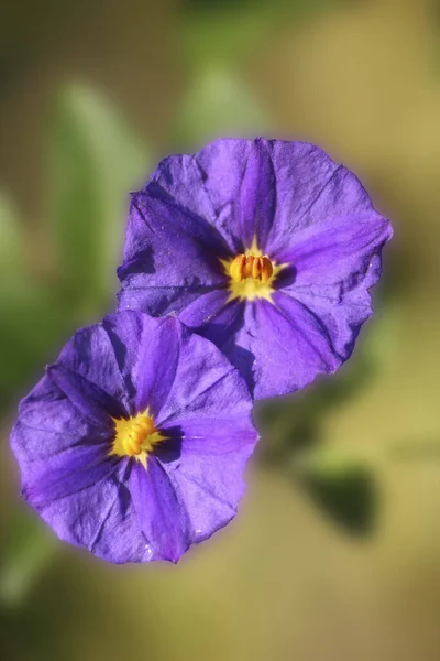 Gentiaan Bloemen Weiland — Stockfoto