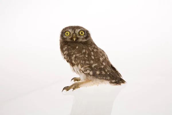 Studio photo of an owl on white background