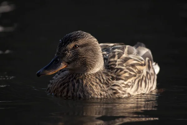 Observation Des Oiseaux Oiseau Mignon Nature Sauvage — Photo