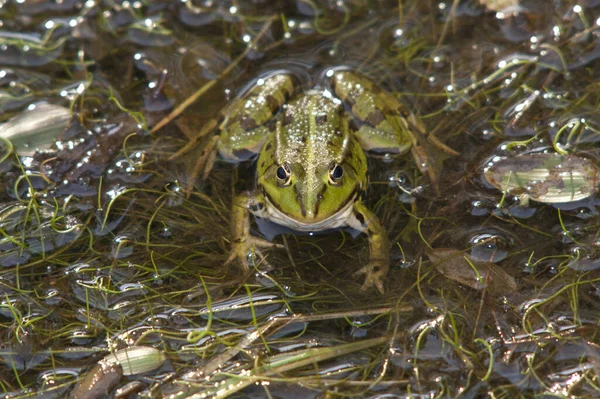 両生類の動物カエルの爬虫類 — ストック写真