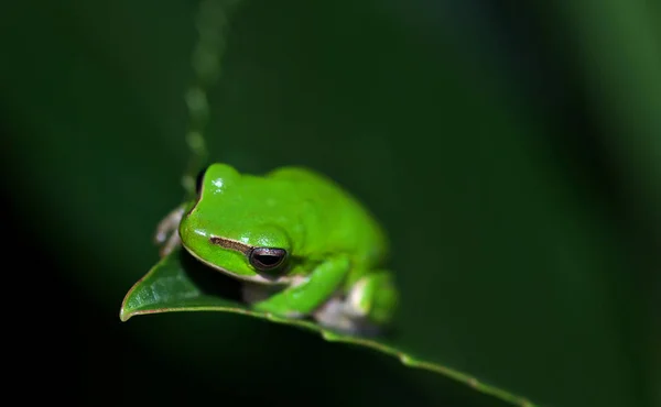 Zöld Kis Törpe Zöld Levelibéka Litoria Fallax Éjjel Végén Egy — Stock Fotó