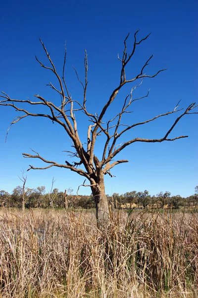 Árvore Morta Flora Natureza — Fotografia de Stock