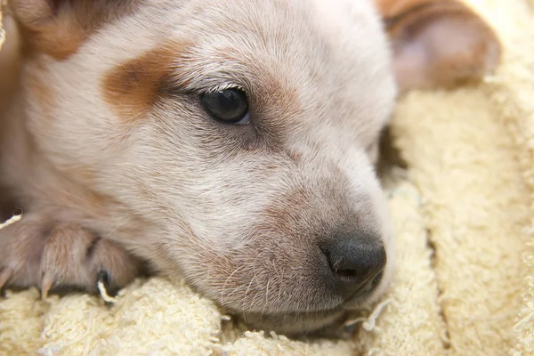 キツネテリア犬ペット — ストック写真