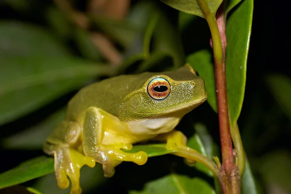 Litoria Caerulea Una Rana Verde Del Árbol Sienta Arbusto — Foto de Stock