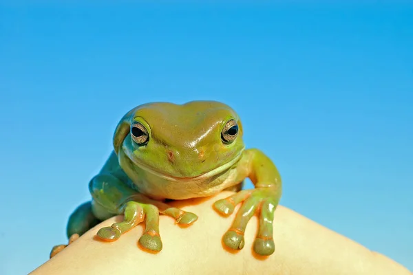 Hmm Ein Großer Alter Grüner Laubfrosch Blickt Die Kamera — Stockfoto