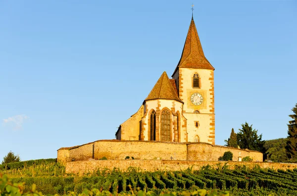 Kerk Met Wijngaard Hunawihr Elzas Frankrijk — Stockfoto