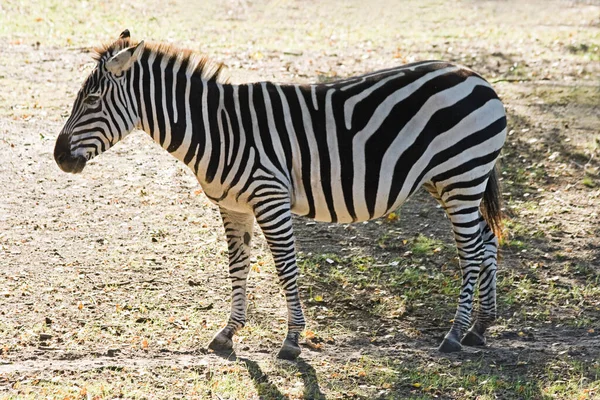 Schwarz Weißes Zebratier Säugetier — Stockfoto