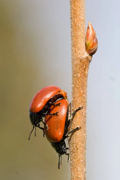 Closeup Bug Wild Nature — Stock Photo, Image