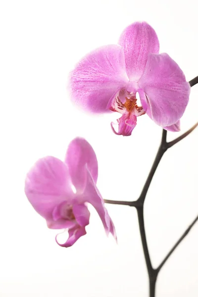 Orchidée Fleur Plante Flore — Photo