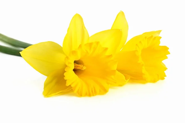 Nárcisz Élénk Sárga Virágok — Stock Fotó