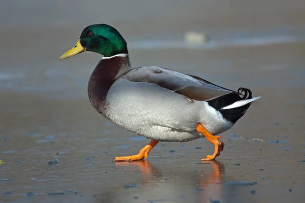 Aussichtsreiche Aussicht Auf Süße Stockente Der Natur — Stockfoto