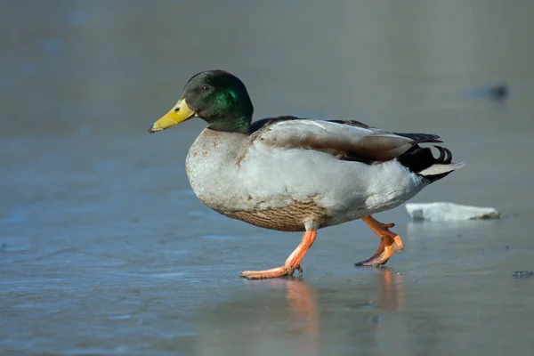 Aussichtsreiche Aussicht Auf Süße Stockente Der Natur — Stockfoto