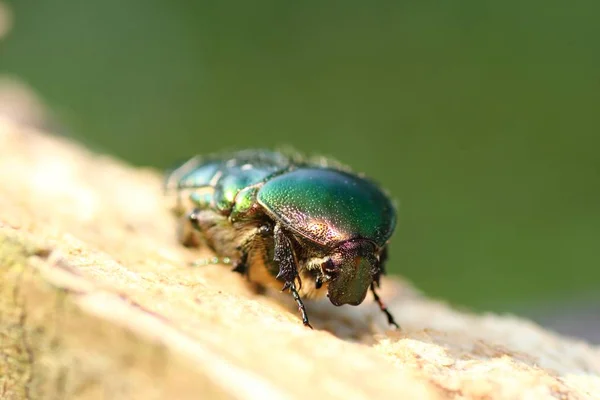 Close Bug Natureza Selvagem — Fotografia de Stock