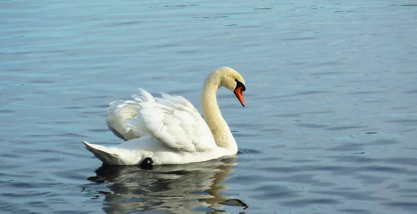 Bonito Cisne Branco Flutuando Com Suas Asas Abertas Lago Aquático — Fotografia de Stock