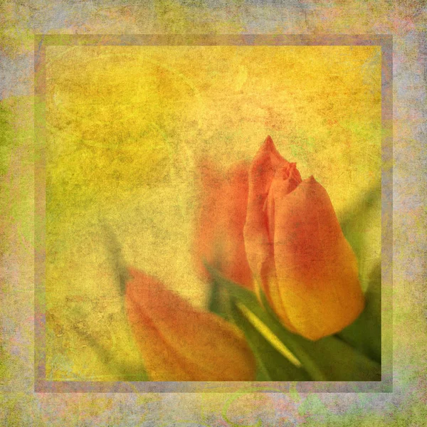 Bloeiende Tulpen Lentebloemen — Stockfoto