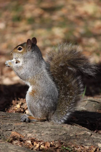 Squirrel Animal Adorable Rodent — Stock Photo, Image