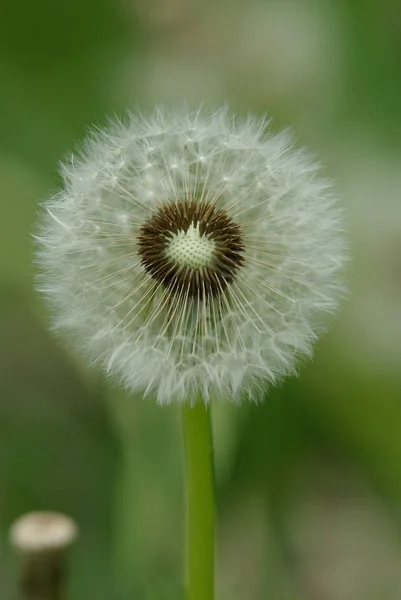 Beautiful View Natural Dandelion Flower — Stock Photo, Image