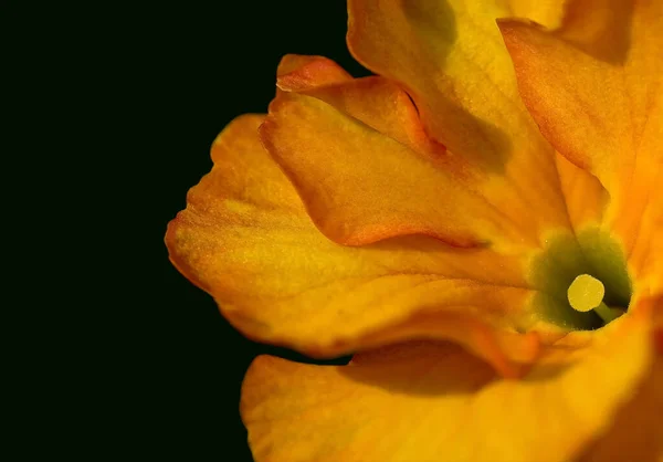 Pétales Fleurs Flore Été — Photo