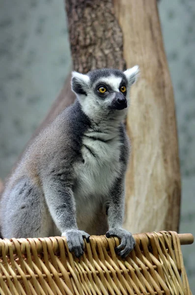 Hayvanat Bahçesindeki Lemur — Stok fotoğraf