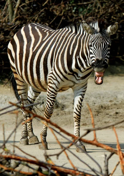 黒と白のゼブラ動物哺乳類 — ストック写真