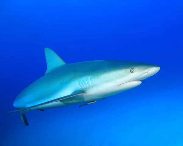 Caribbean Reef Shark Bahama Szigeteken — Stock Fotó