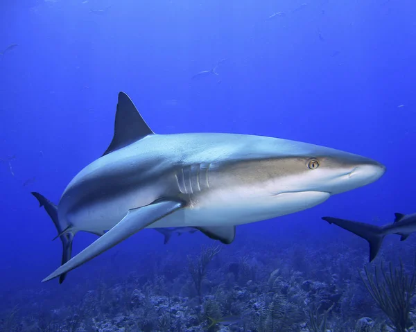 Καραϊβικής Reef Καρχαρίας Στις Μπαχάμες — Φωτογραφία Αρχείου