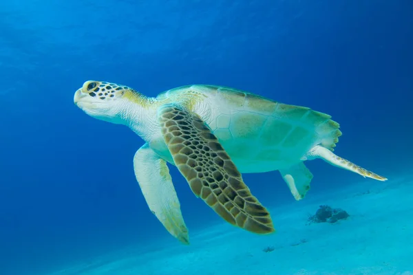 Exotic Turtle Animal Nature Fauna — Stock Photo, Image