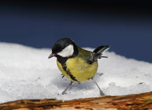 Vacker Utsikt Över Vackra Titmouse Fågel — Stockfoto