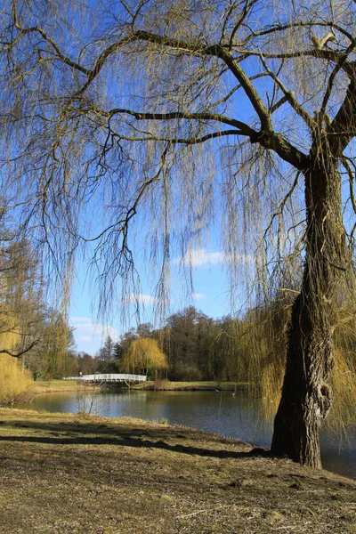 Lentelandschap Met Rivier Bomen — Stockfoto