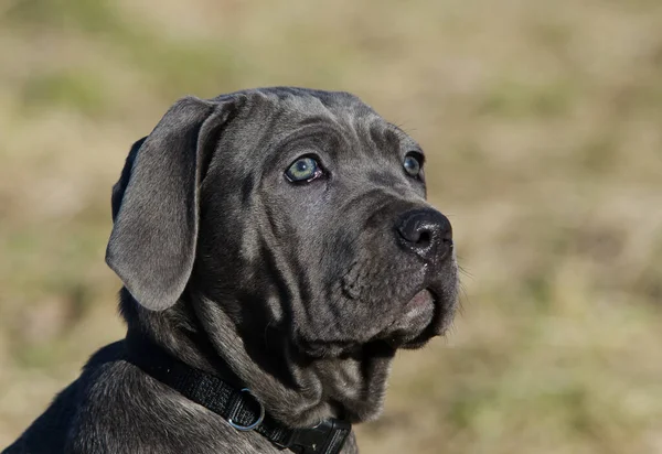 Portret Van Een Schattige Hond — Stockfoto