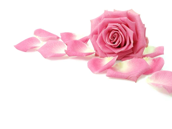 Różowa Róża Płatki Białym Tle — Zdjęcie stockowe