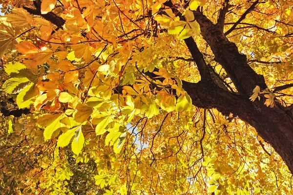 Gyönyörű Ősz Skóciában Gesztenyefák Záródnak — Stock Fotó