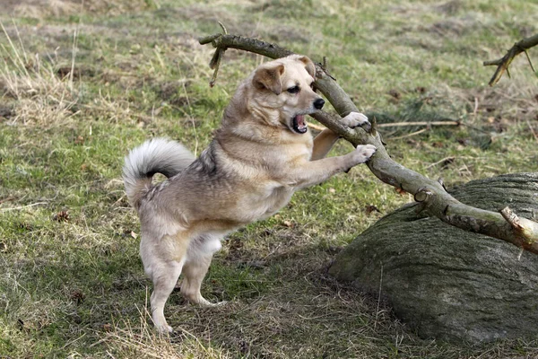 Mixed Breed Dog Chewing Large Branch – stockfoto