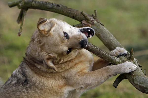 Mongrel Perro Mastica Una Rama Grande Del Árbol —  Fotos de Stock