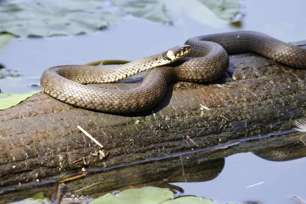 Змея Пруду — стоковое фото