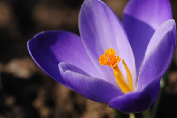 Płatki Kwiatów Krokusa Wiosenna Flora — Zdjęcie stockowe